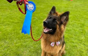 Shibden Dog Day to bring wagging tails and fundraising to Halifax